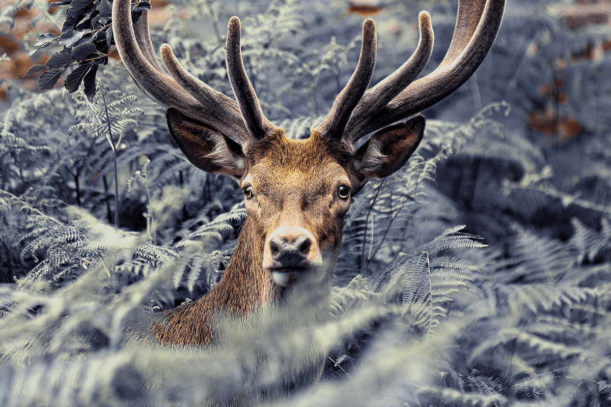 Wild Venison Steaks With Bourbon BBQ Recipe Rabbit Hole Distillery Wild Venison Steaks With Bourbon BBQ Recipe Rabbit Hole Distillery